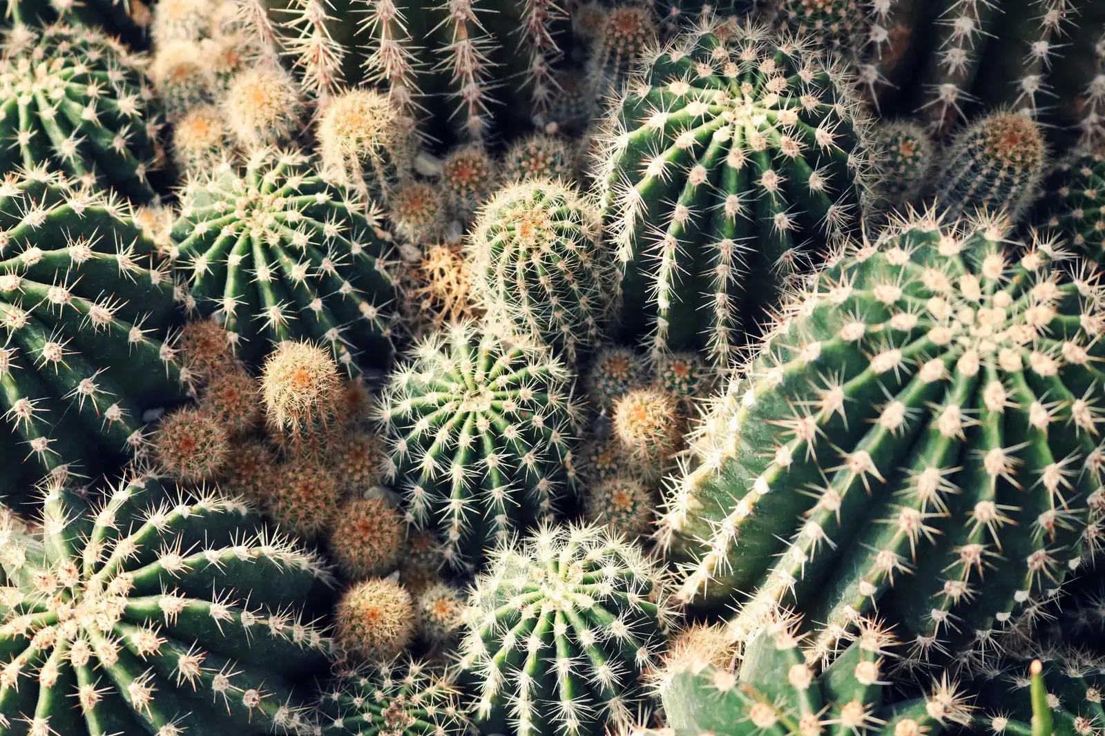 仙人掌 (Opuntia dillenii (Ker Gawl.) Haw.) — 主图