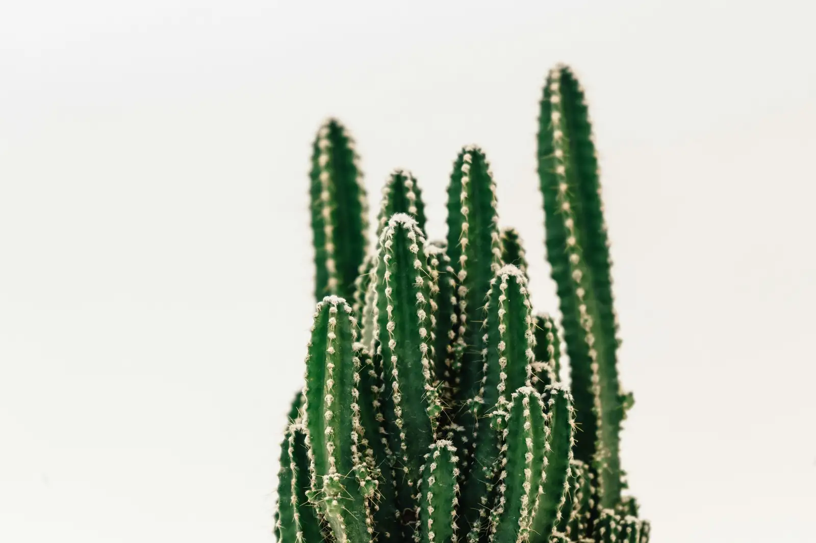 仙人掌 (Opuntia dillenii (Ker Gawl.) Haw.) — 特写