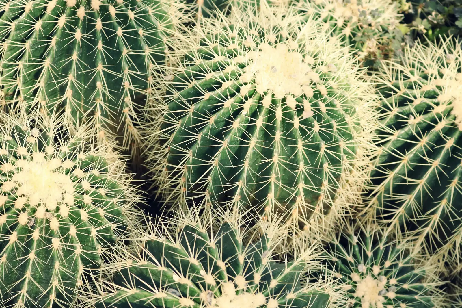 仙人掌 (Opuntia dillenii (Ker Gawl.) Haw.) — 环境展示