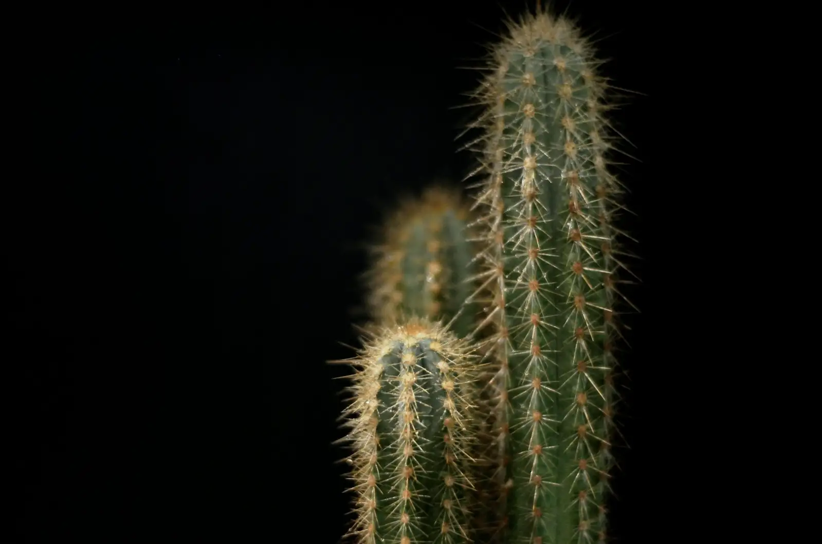 仙人掌 (Opuntia dillenii (Ker Gawl.) Haw.) — 更多视角