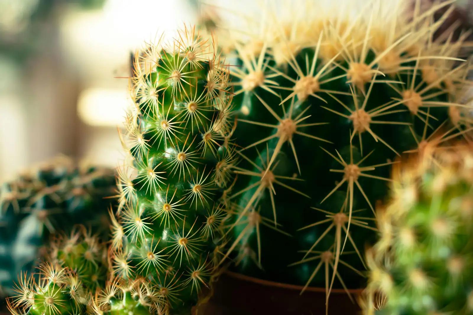 仙人掌 (Opuntia dillenii (Ker Gawl.) Haw.) — 更多视角