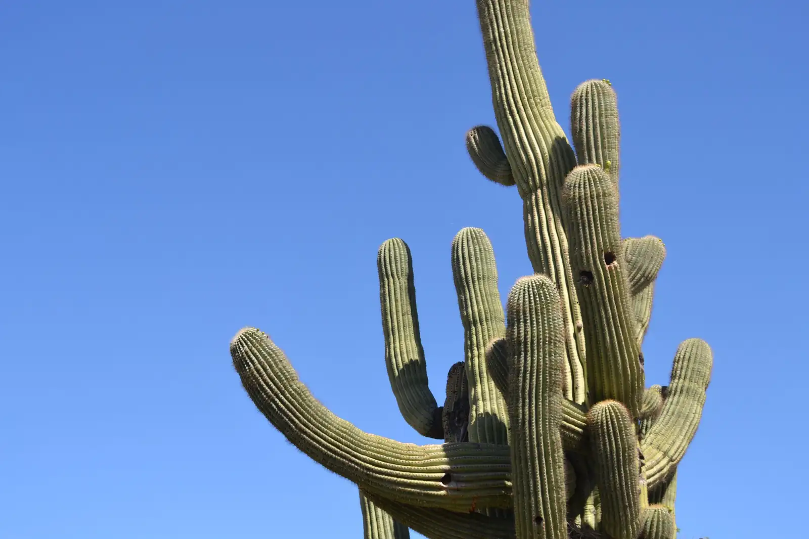 仙人掌 (Opuntia dillenii (Ker Gawl.) Haw.) — 更多视角
