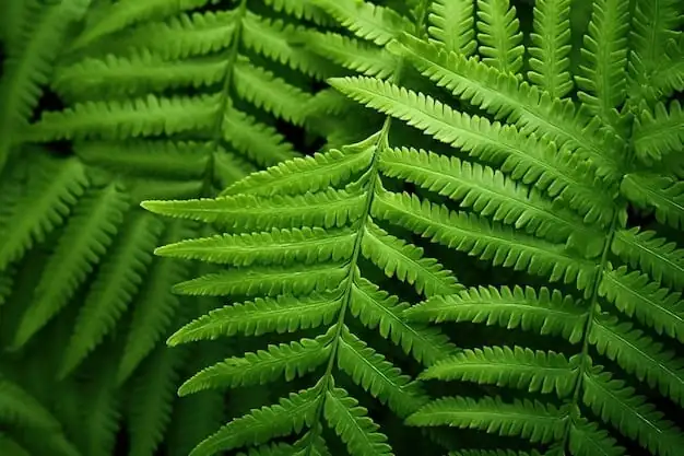 蕨类植物 (Polypodiopsida) — 主图