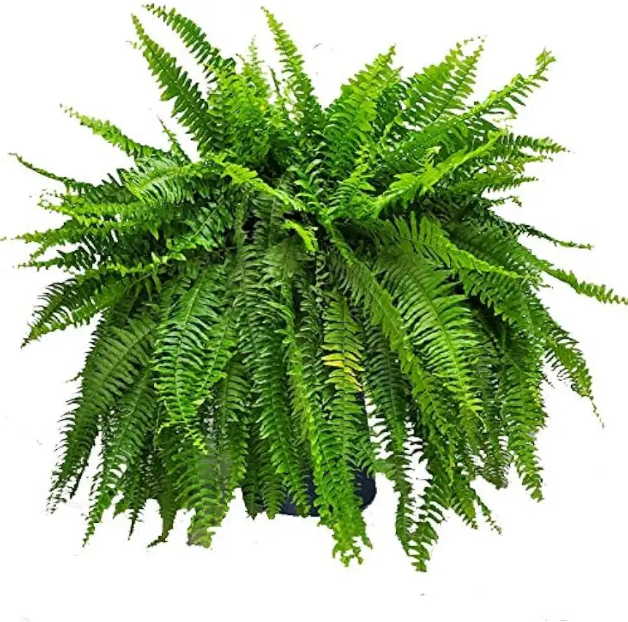 蕨类植物 (Polypodiopsida) — 细节