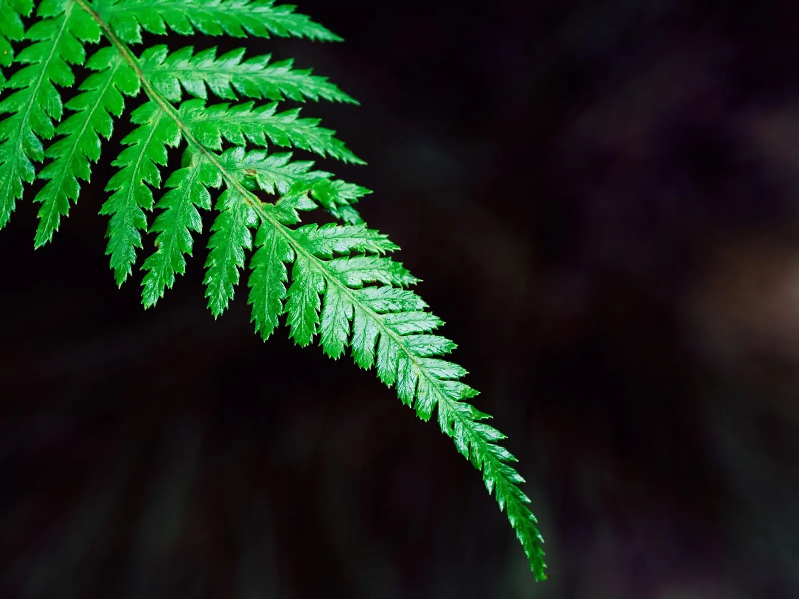 蕨类植物 (Polypodiopsida) — 特写