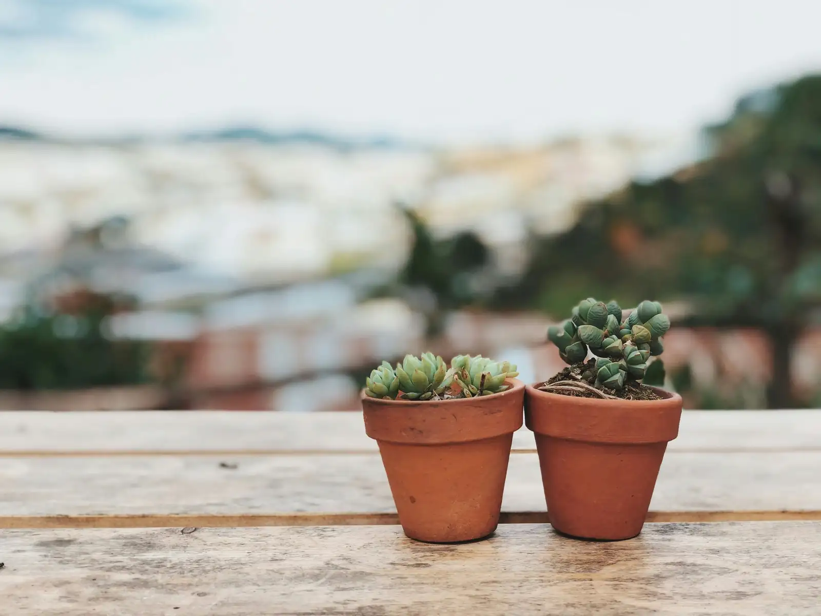 多肉植物 (Succulents (water-storing plants across multiple families)) — 更多视角