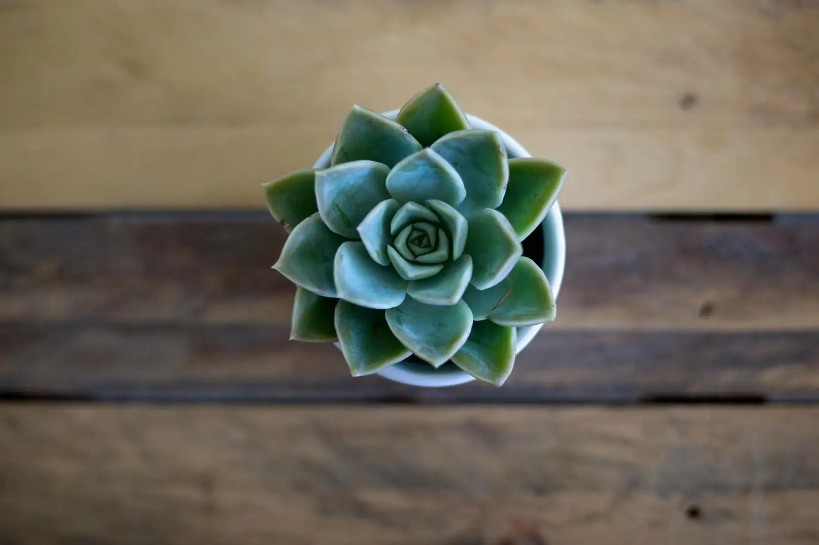 多肉植物 (Succulents (water-storing plants across multiple families)) — 特写