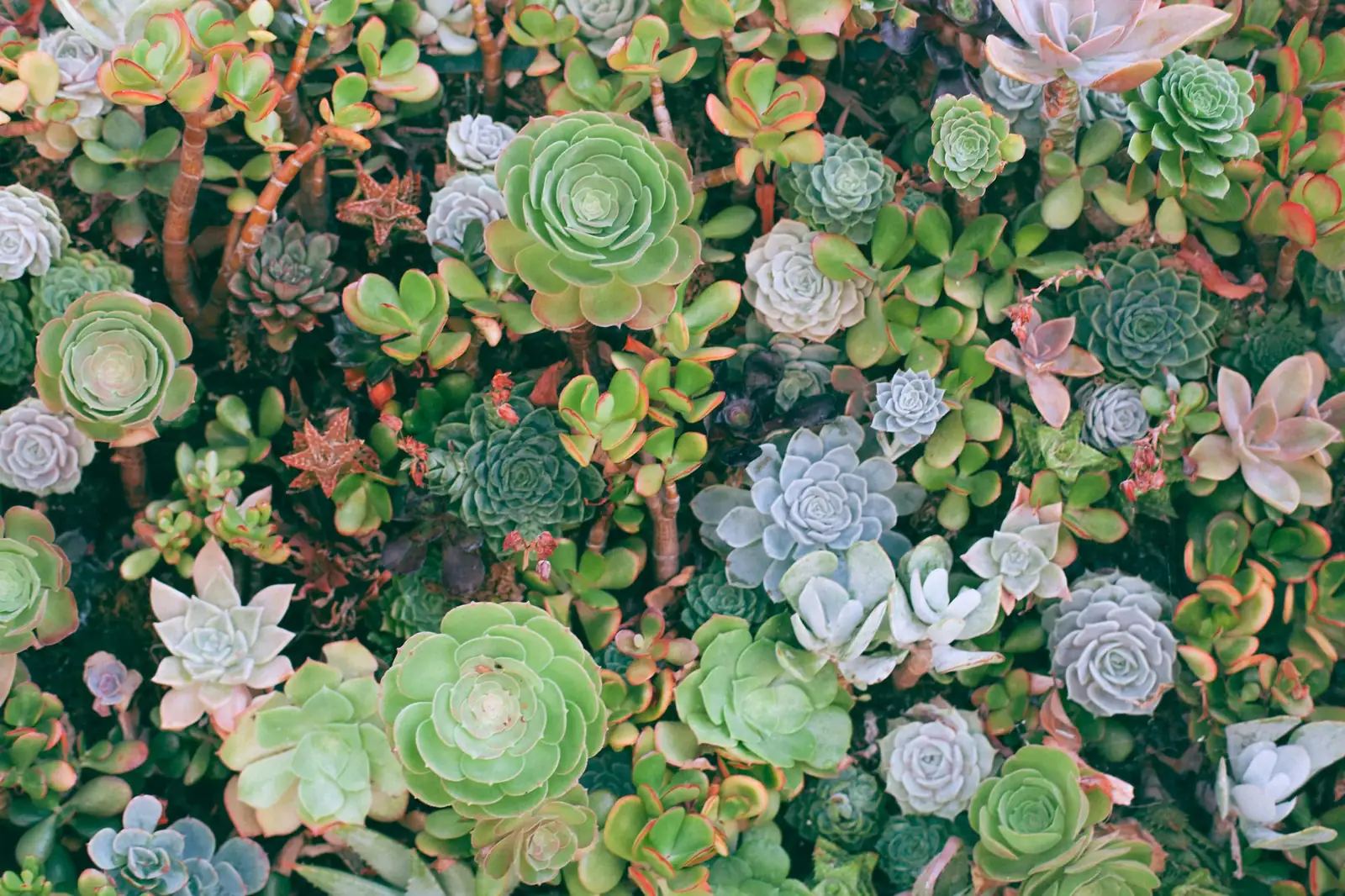 多肉植物 (Succulents (water-storing plants across multiple families)) — 环境展示