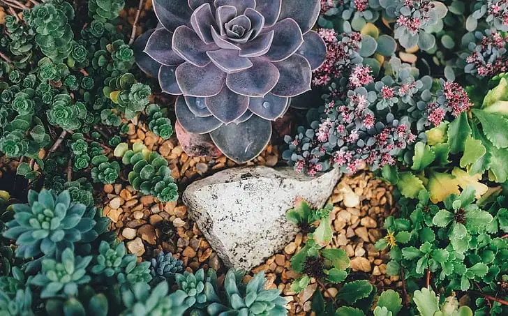 多肉植物 (Succulents (water-storing plants across multiple families)) — 主图