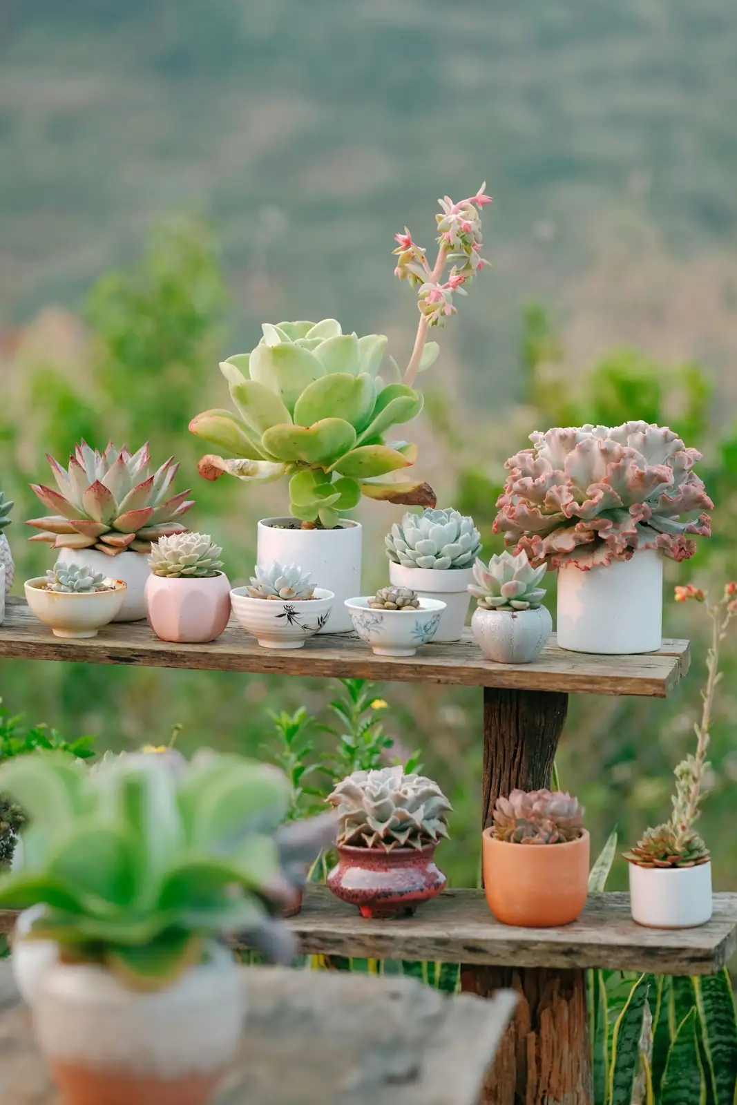 多肉植物 (Succulents (water-storing plants across multiple families)) — 更多视角