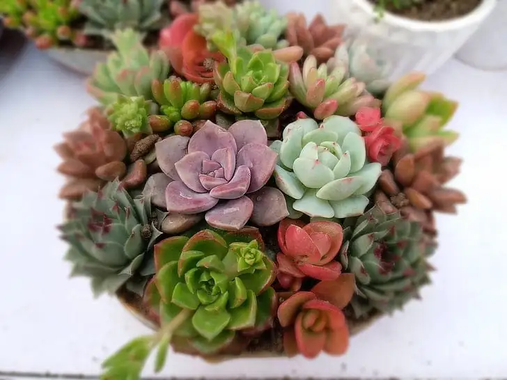 多肉植物 (Succulents (water-storing plants across multiple families)) — 更多视角