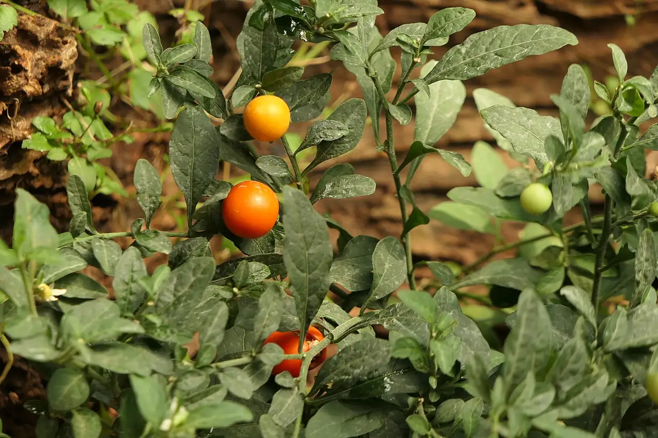 珊瑚豆 (Solanum pseudocapsicum) — 特写