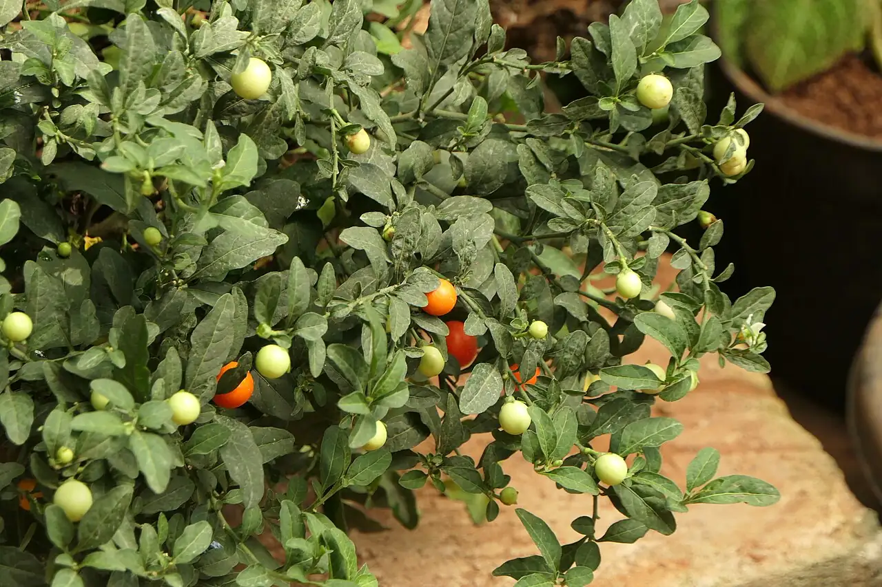 珊瑚豆 (Solanum pseudocapsicum) — 环境展示