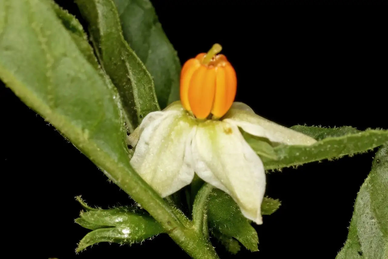 珊瑚豆 (Solanum pseudocapsicum) — 更多视角