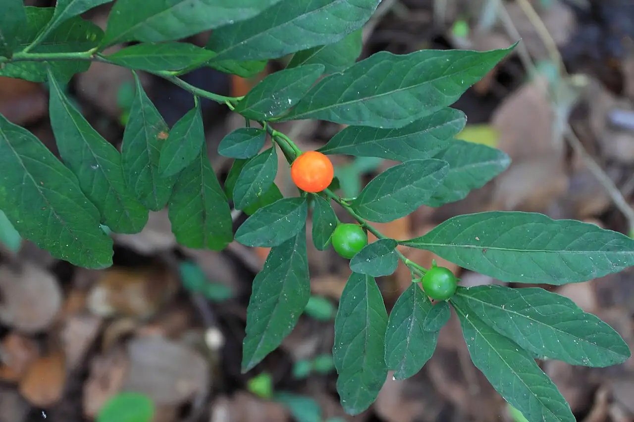 珊瑚豆 (Solanum pseudocapsicum) — 更多视角