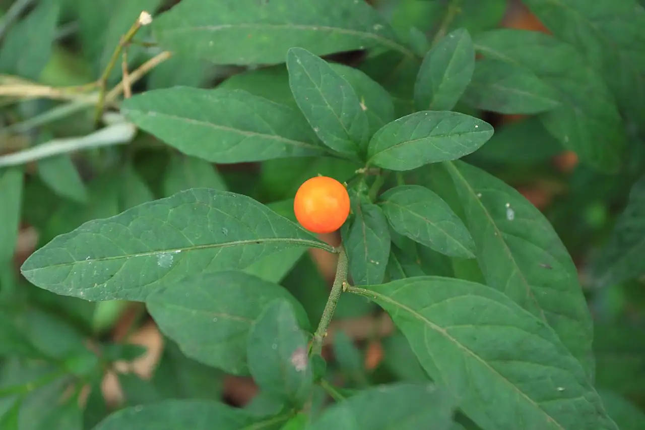 珊瑚豆 (Solanum pseudocapsicum) — 更多视角