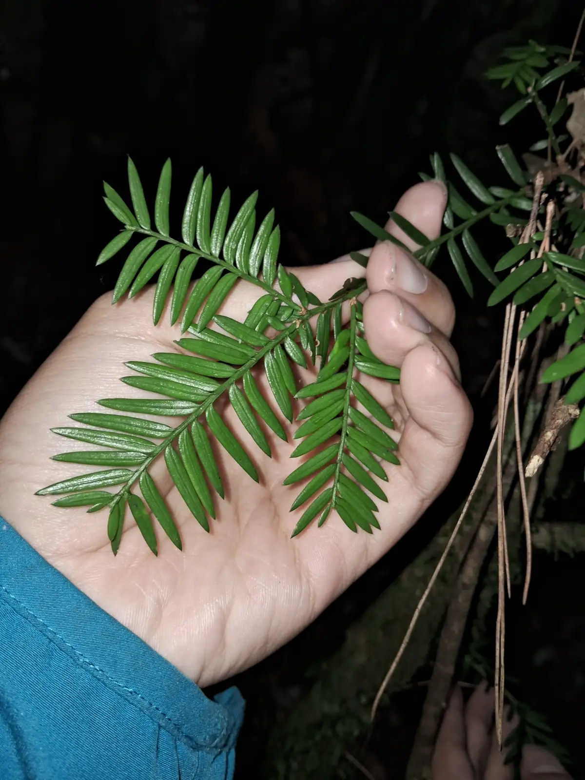 红豆杉 (Taxus chinensis) — 更多视角