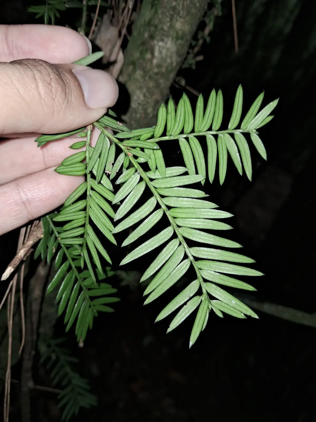 红豆杉 (Taxus chinensis) — 更多视角