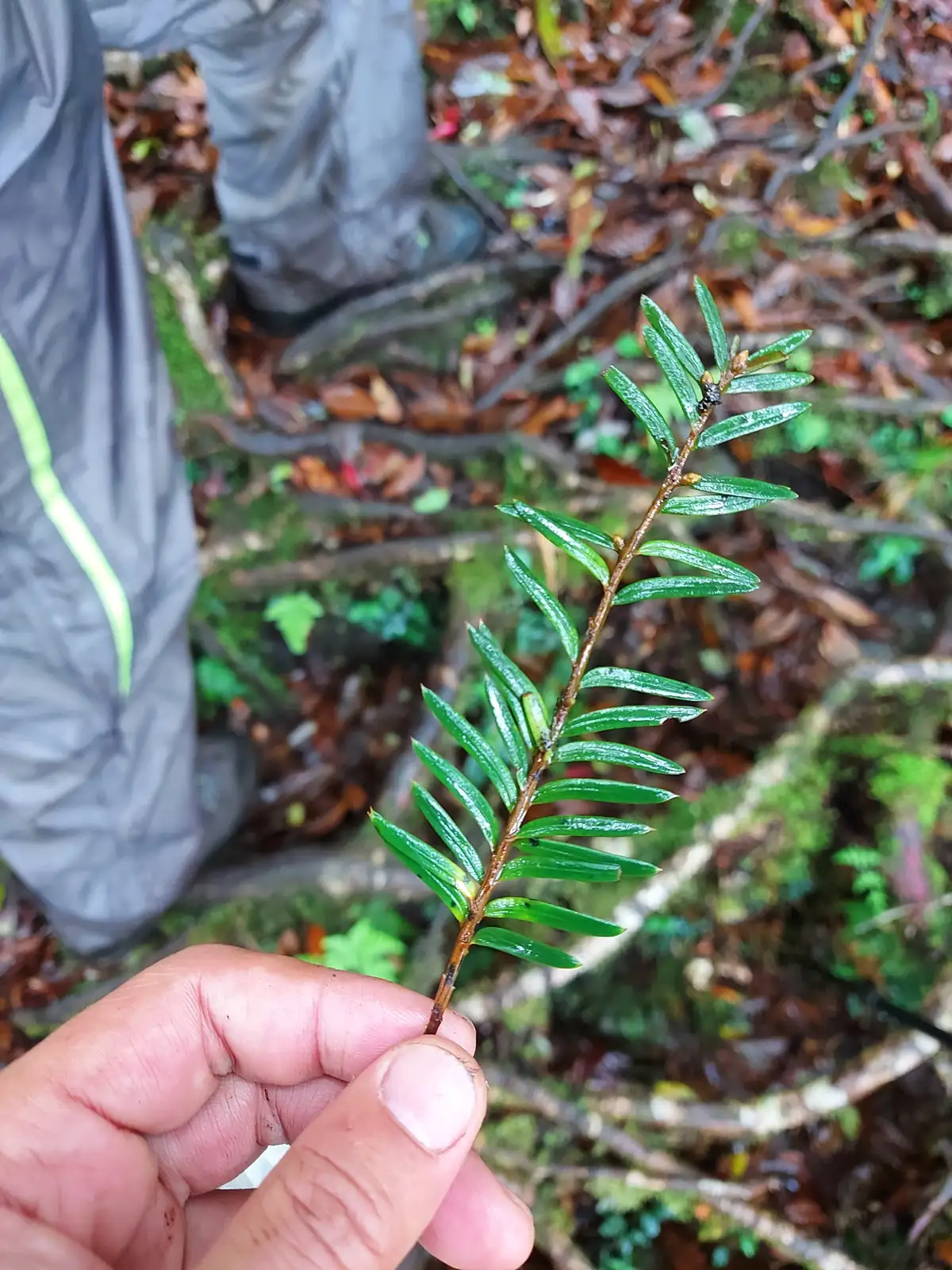 红豆杉 (Taxus chinensis) — 更多视角