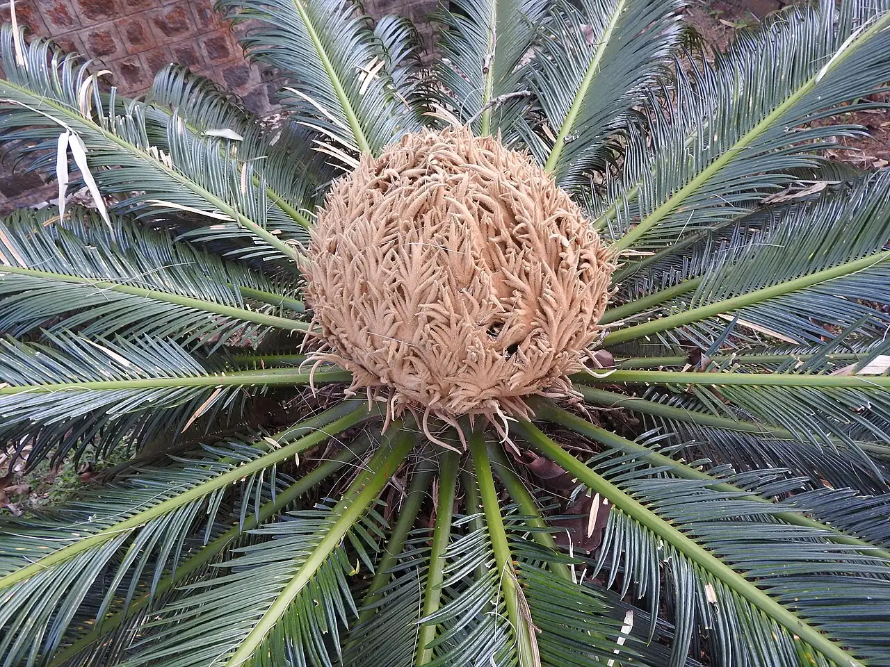 小苏铁 (Cycas revoluta) — 更多视角
