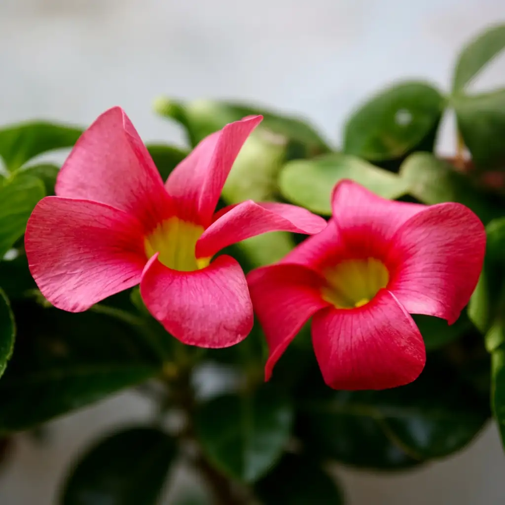 芙蓉酢浆草 (Oxalis pes-caprae) — 特写