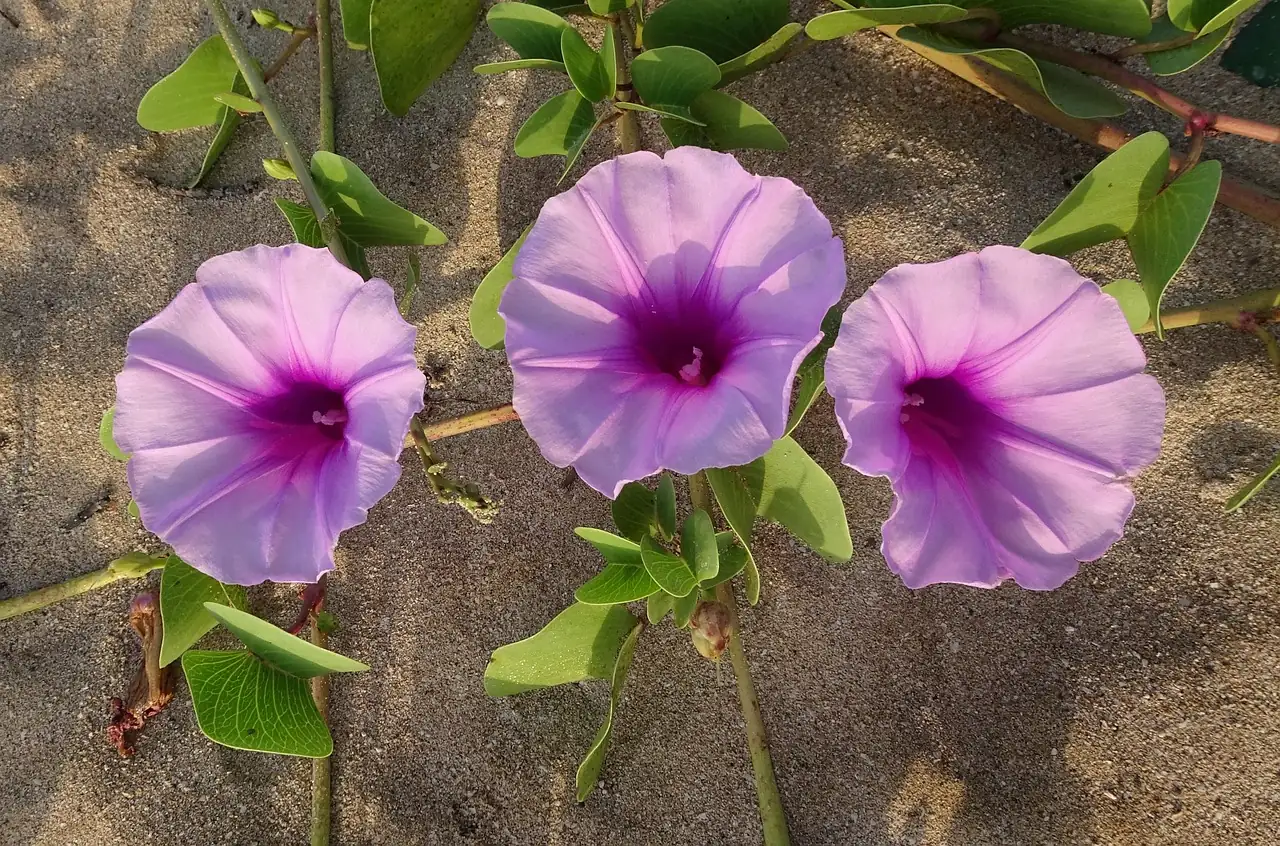 芙蓉酢浆草 (Oxalis pes-caprae) — 环境展示