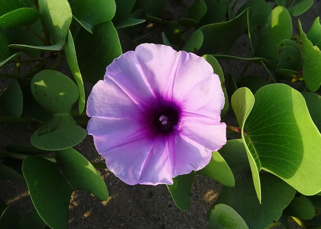 芙蓉酢浆草 (Oxalis pes-caprae) — 更多视角