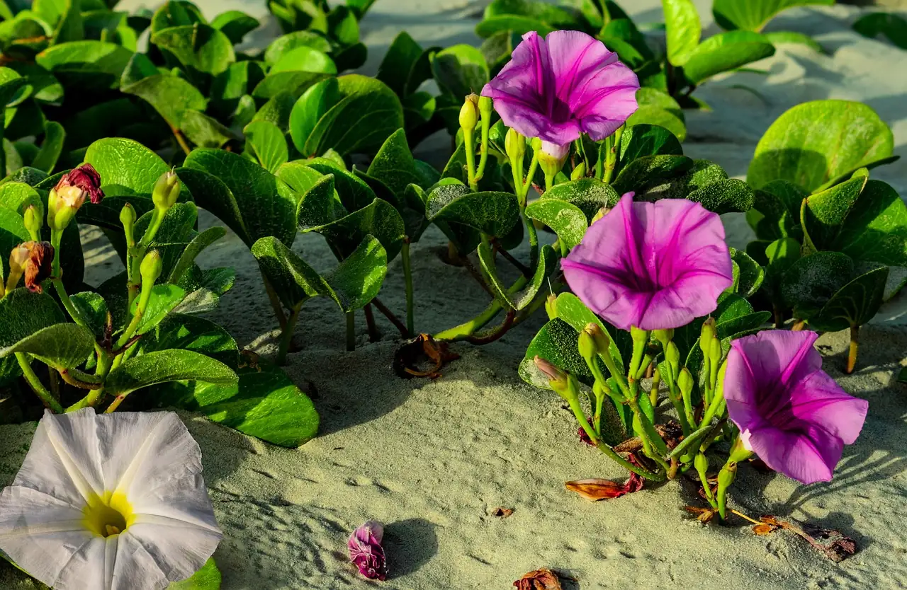 芙蓉酢浆草 (Oxalis pes-caprae) — 更多视角