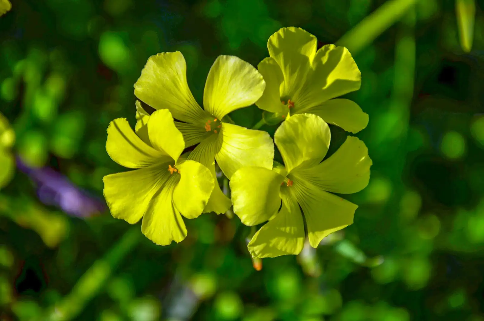 芙蓉酢浆草 (Oxalis pes-caprae) — 更多视角