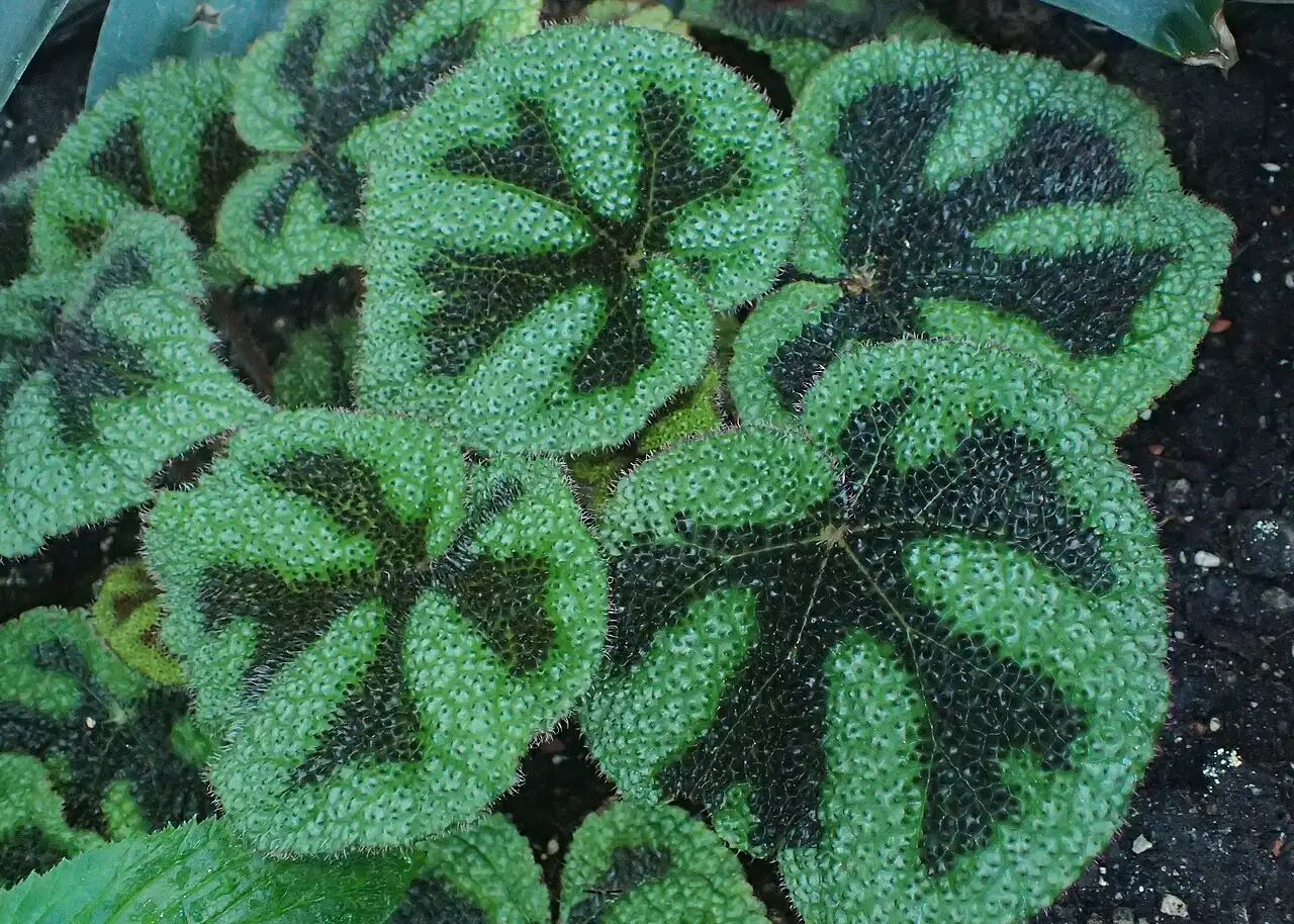 铁十字秋海棠 (Begonia masoniana) — 更多视角