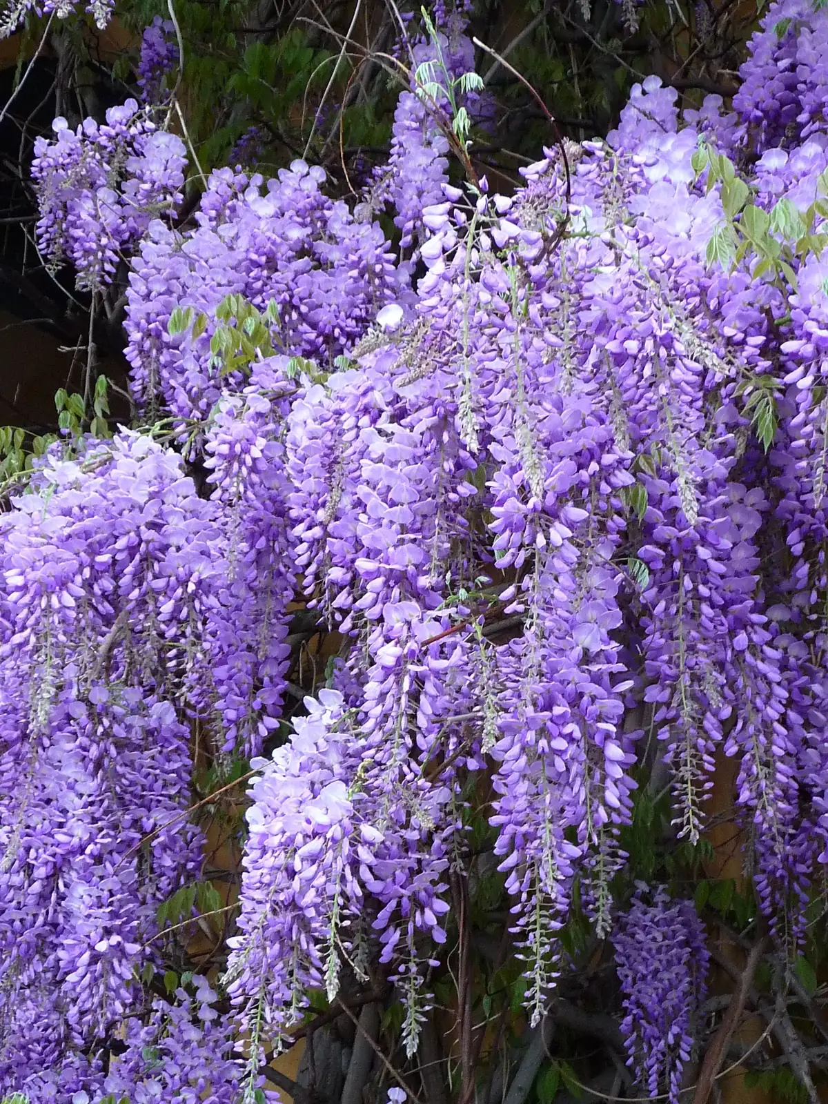 紫藤 (Wisteria sinensis) — 细节