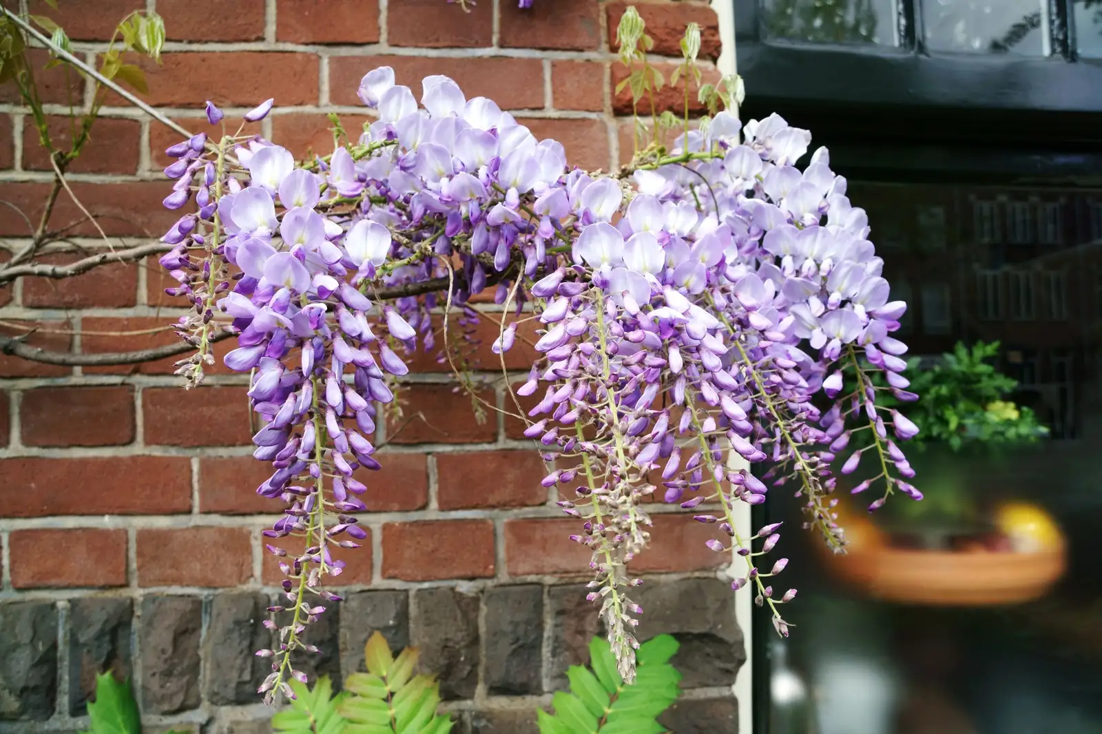 紫藤 (Wisteria sinensis) — 特写