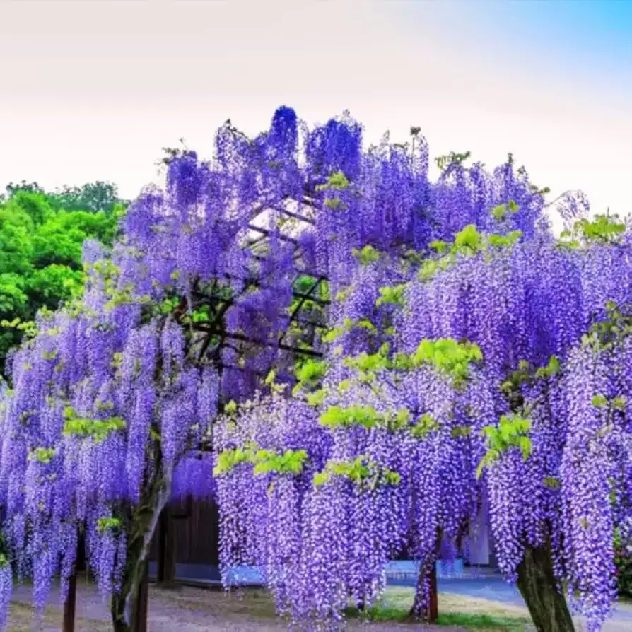 紫藤 (Wisteria sinensis) — 环境展示