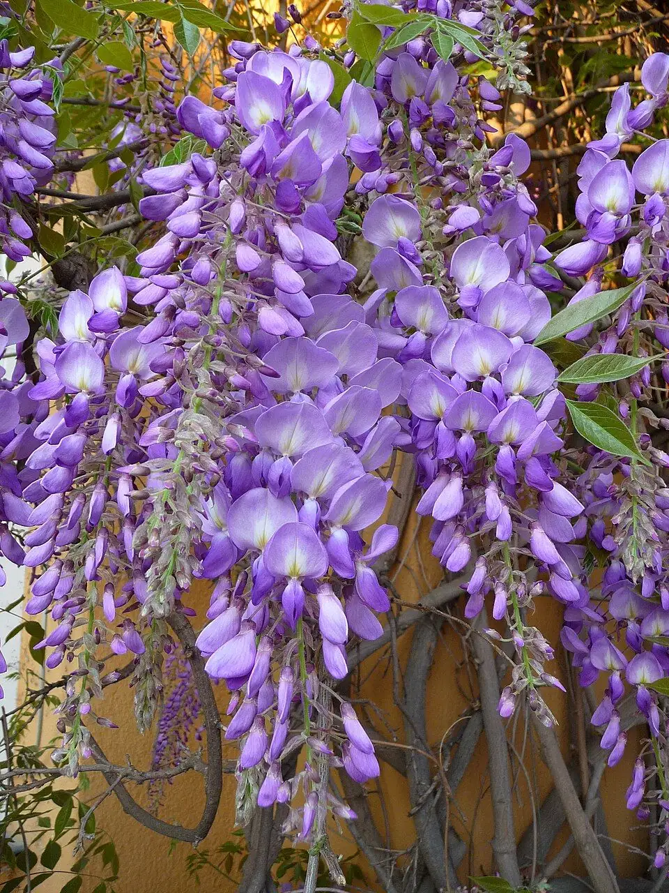 紫藤 (Wisteria sinensis) — 主图