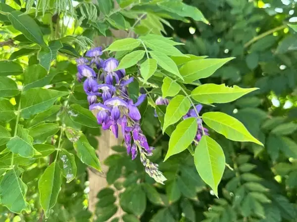 紫藤 (Wisteria sinensis) — 更多视角