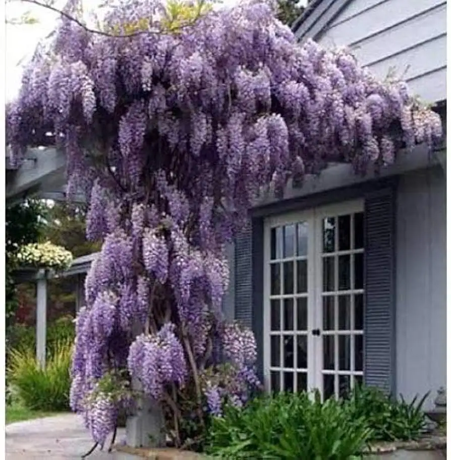紫藤 (Wisteria sinensis) — 更多视角