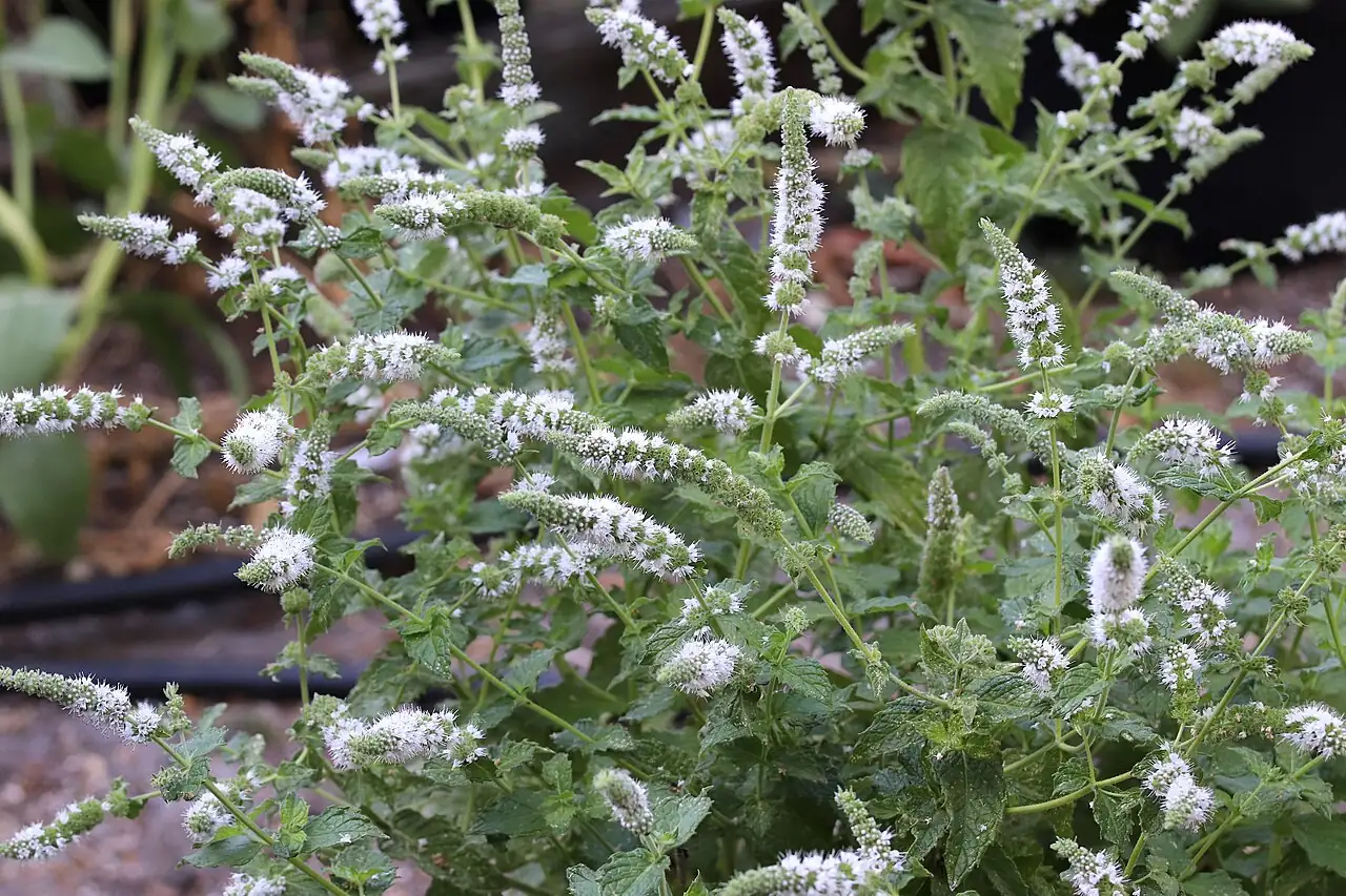 薄荷 (Mentha × piperita) — 特写