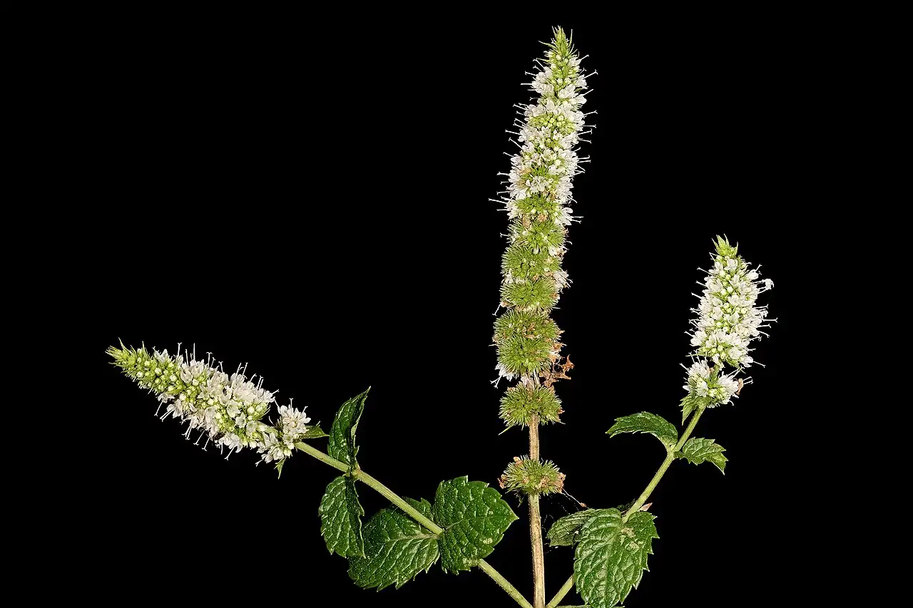 薄荷 (Mentha × piperita) — 更多视角