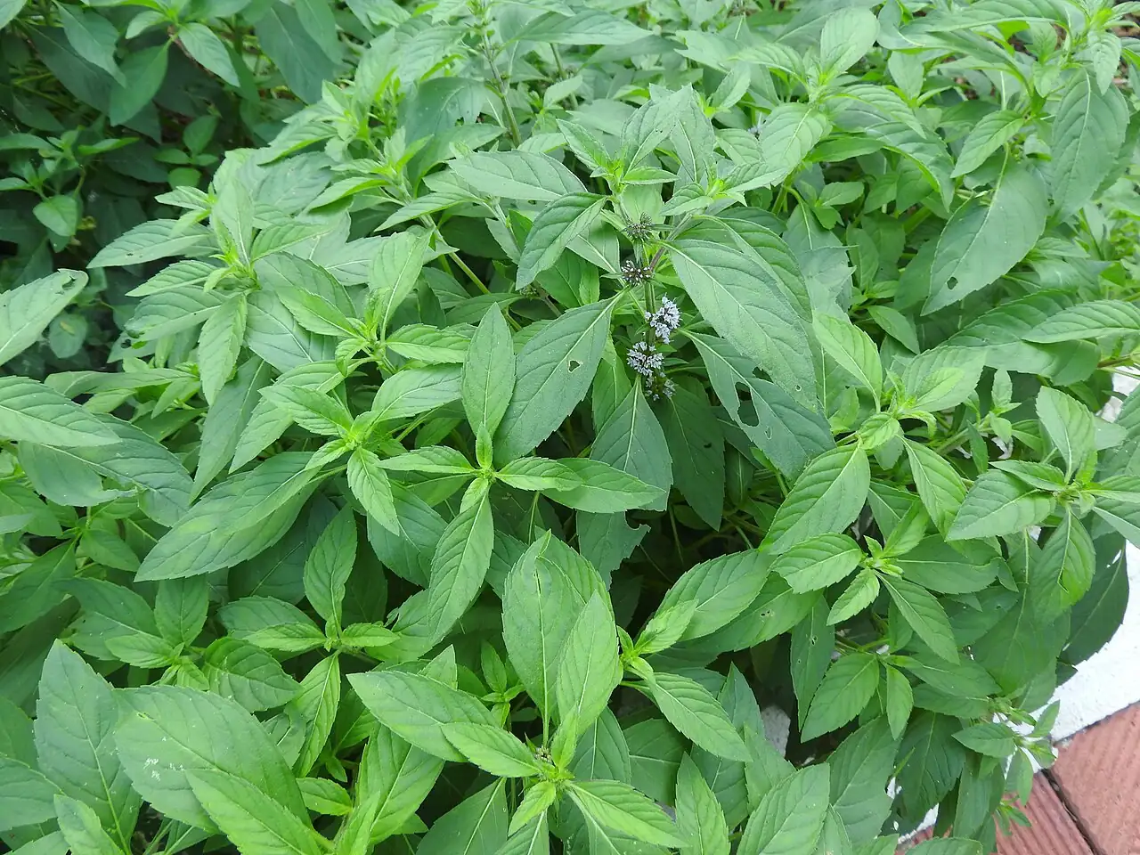 薄荷 (Mentha × piperita) — 主图