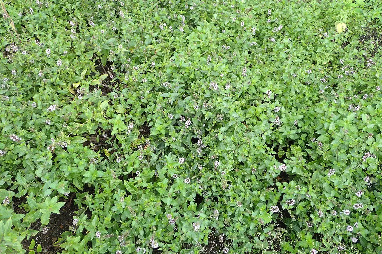 薄荷 (Mentha × piperita) — 更多视角