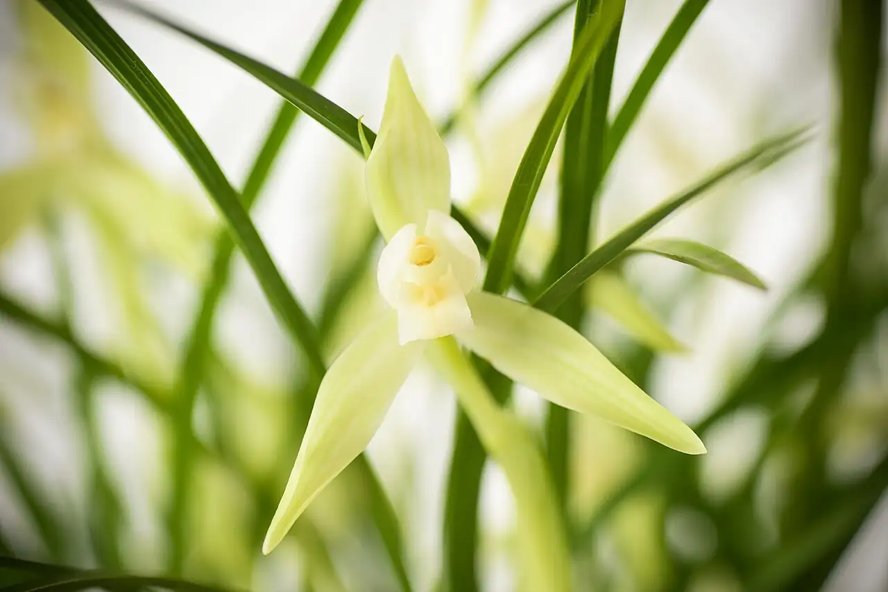 春兰 (Cymbidium goeringii) — 细节