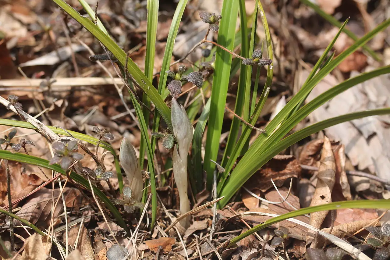 春兰 (Cymbidium goeringii) — 环境展示