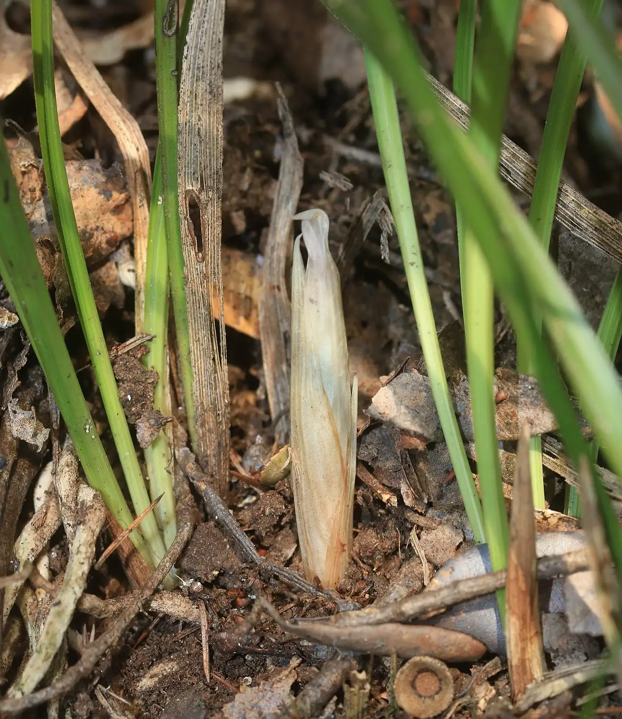 春兰 (Cymbidium goeringii) — 更多视角