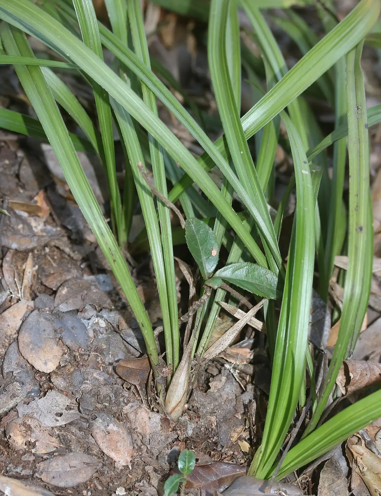 春兰 (Cymbidium goeringii) — 更多视角