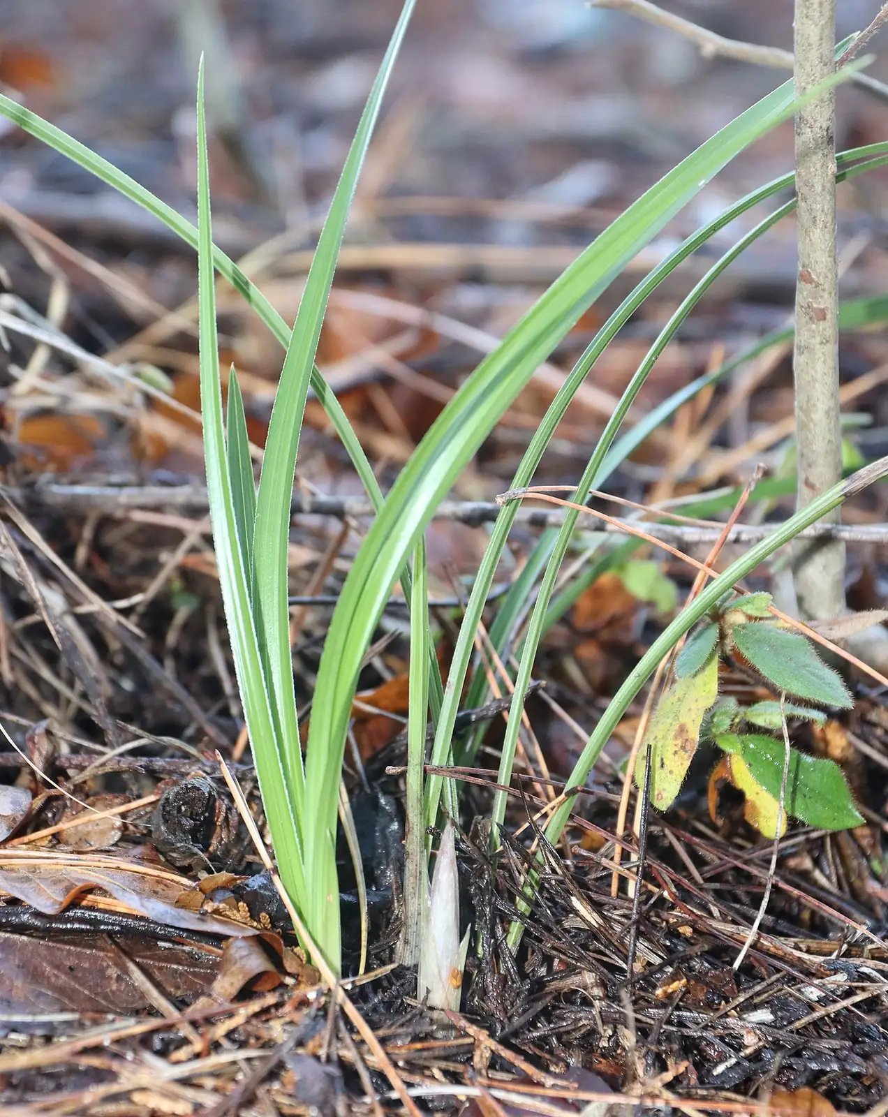 春兰 (Cymbidium goeringii) — 更多视角