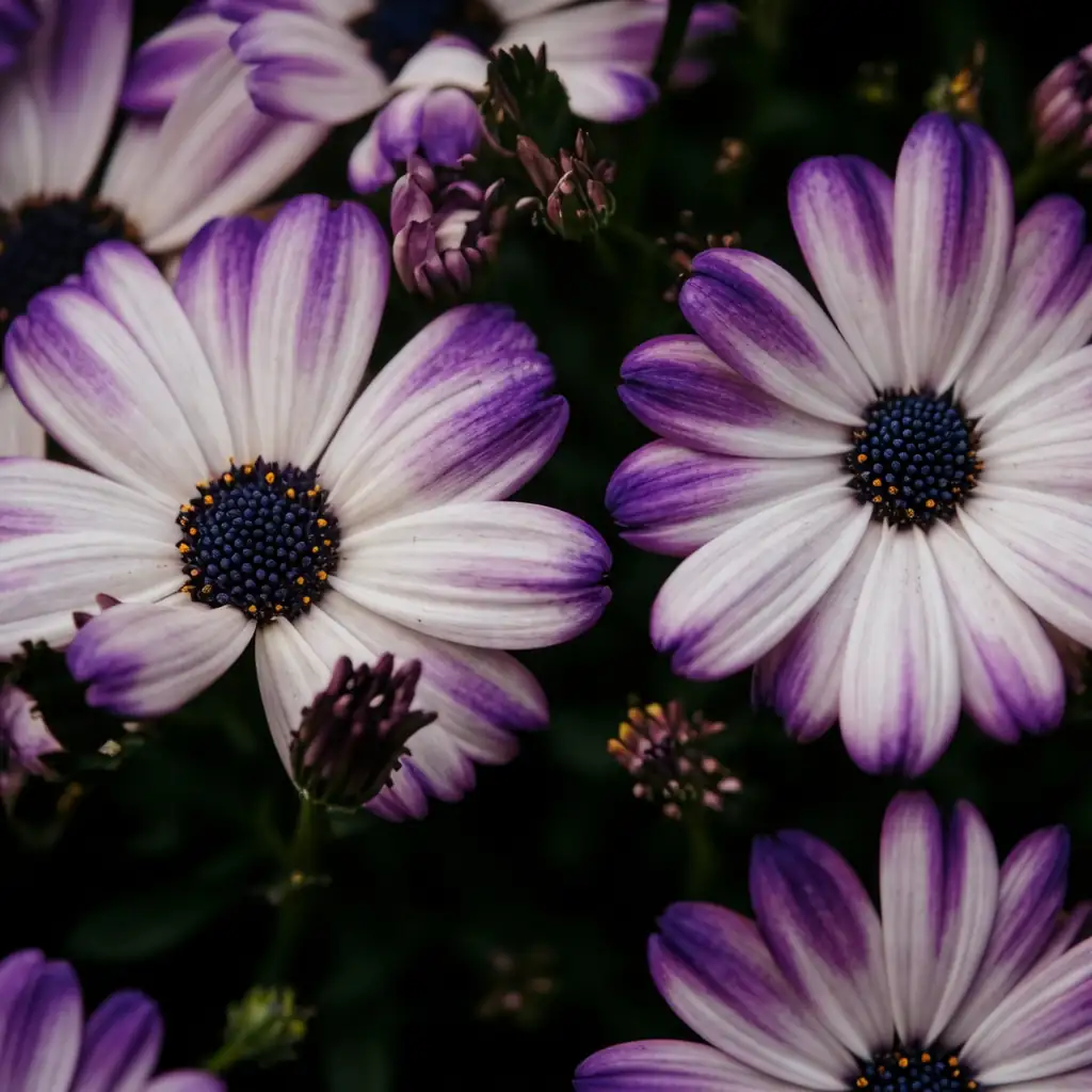 瓜叶菊 (Pericallis × hybrida) — 细节