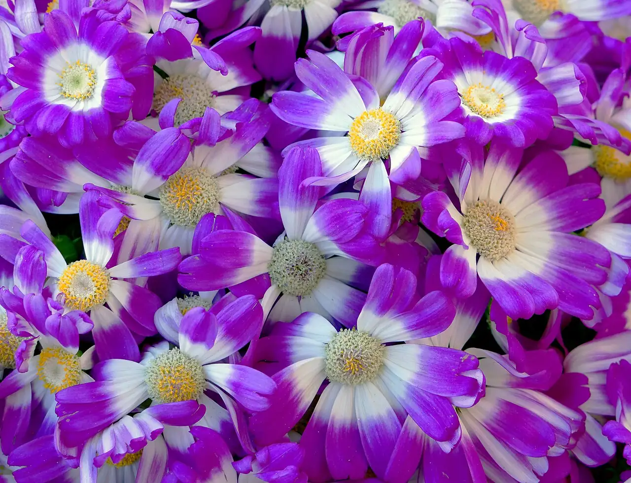 瓜叶菊 (Pericallis × hybrida) — 特写