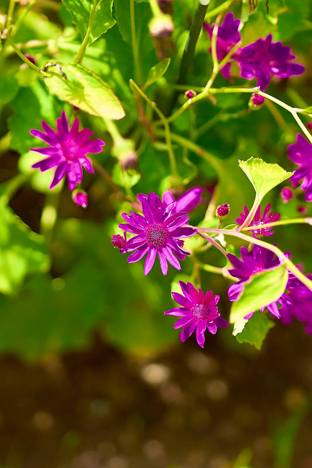 瓜叶菊 (Pericallis × hybrida) — 更多视角