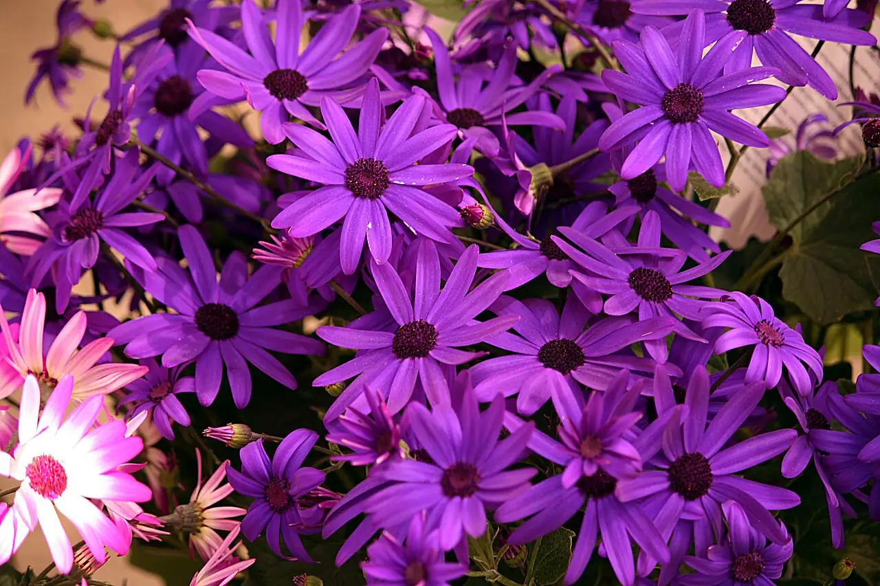 瓜叶菊 (Pericallis × hybrida) — 更多视角