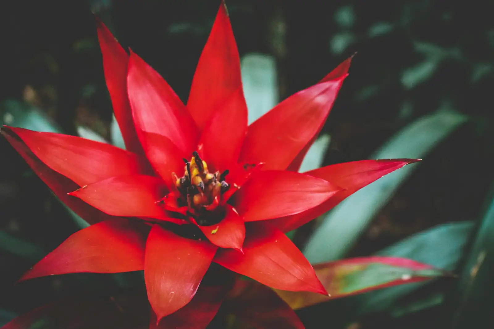 艳凤梨 (Bromeliaceae (ornamental bromeliads; commonly Guzmania, Vriesea, Aechmea and related genera)) — 主图